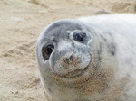 SX11315 Cute Grey or atlantic seal pup on beach (Halichoerus grypsus).jpg